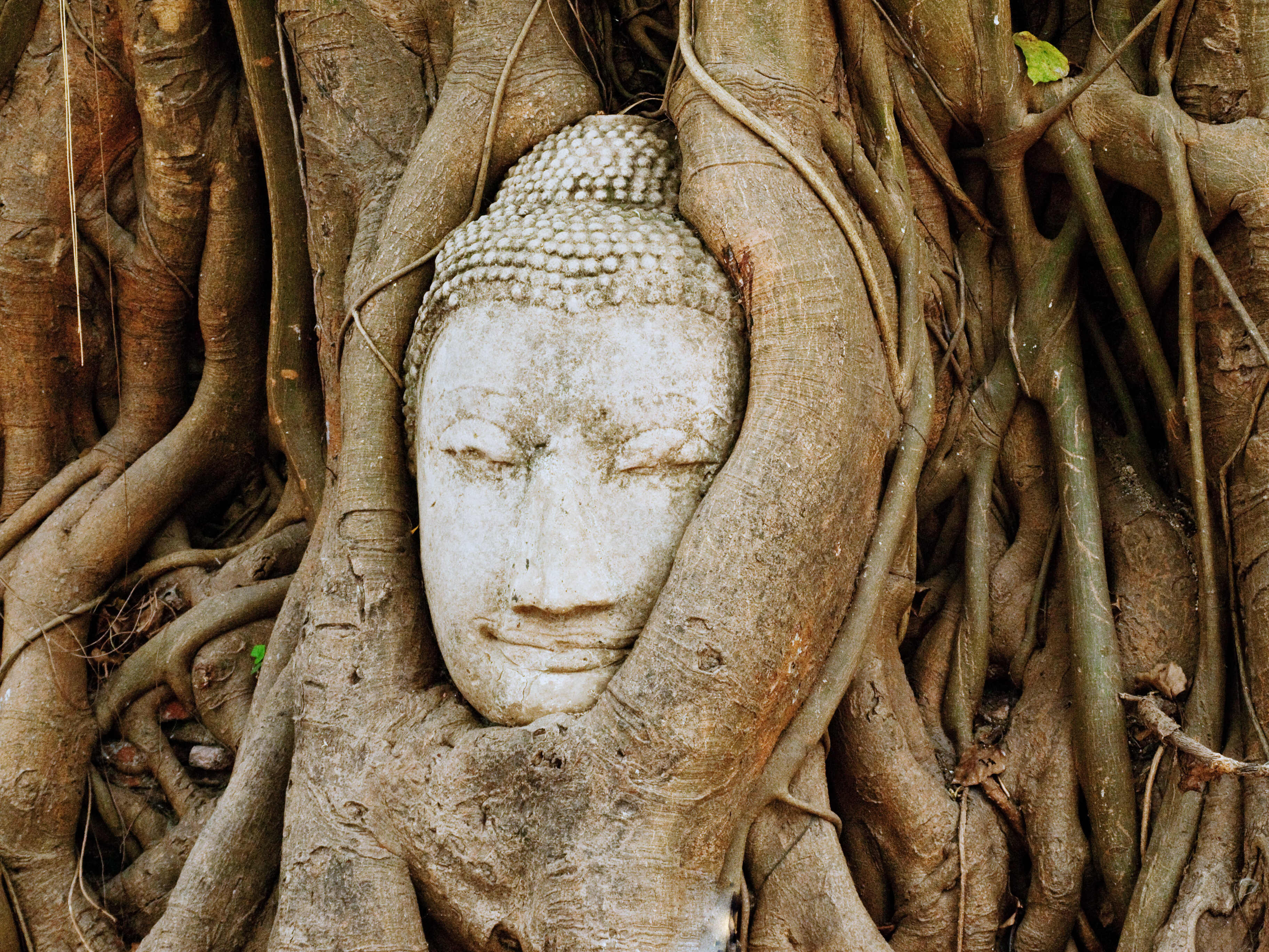 Verlichting gluurt door de chaos heen - Bard Papegaaij