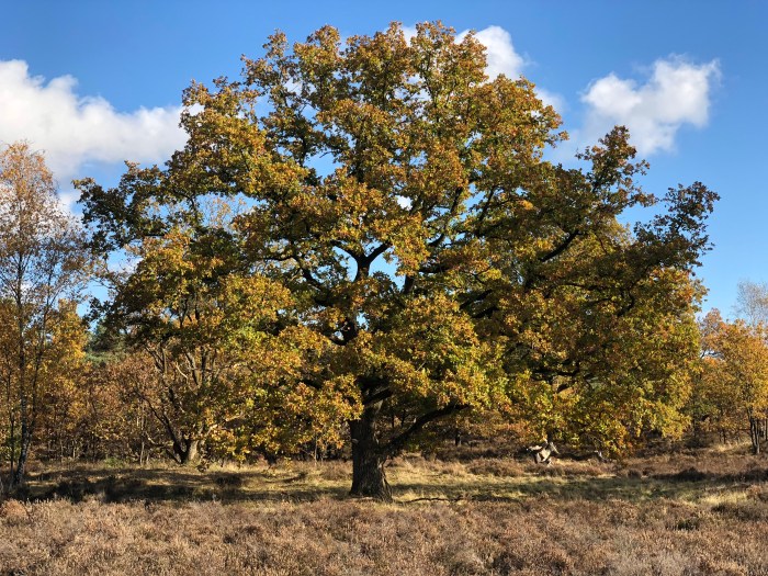 De Vonk - @Bard 2019